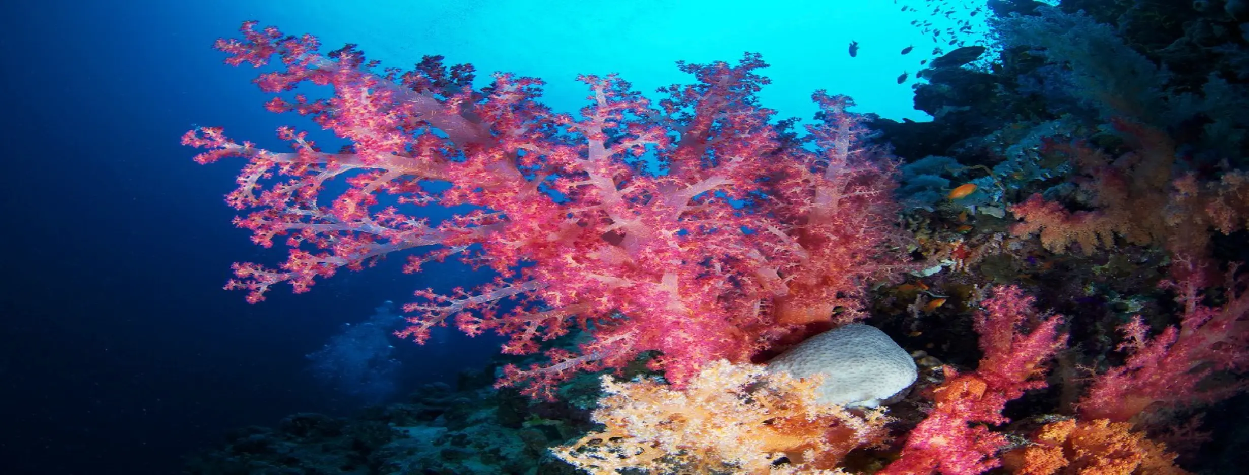 Image for Coral Safari